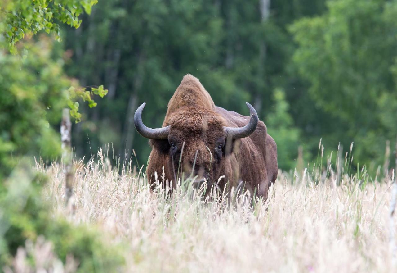 Bialowieski Raj Białowieża 외부 사진
