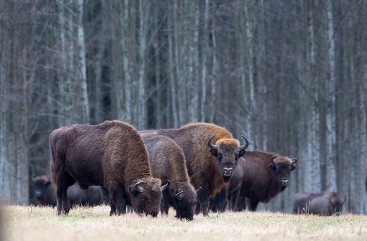 Bialowieski Raj Białowieża 외부 사진