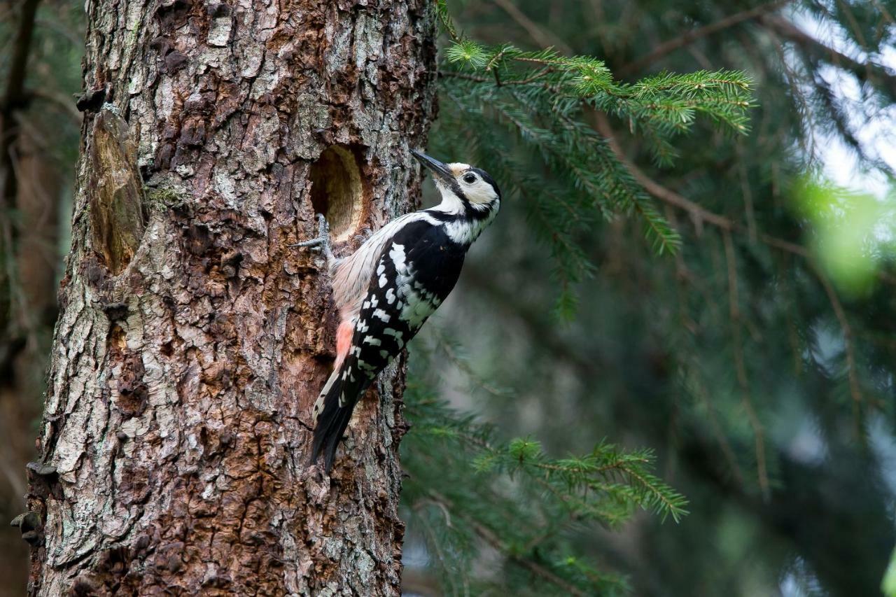 Bialowieski Raj Białowieża 외부 사진