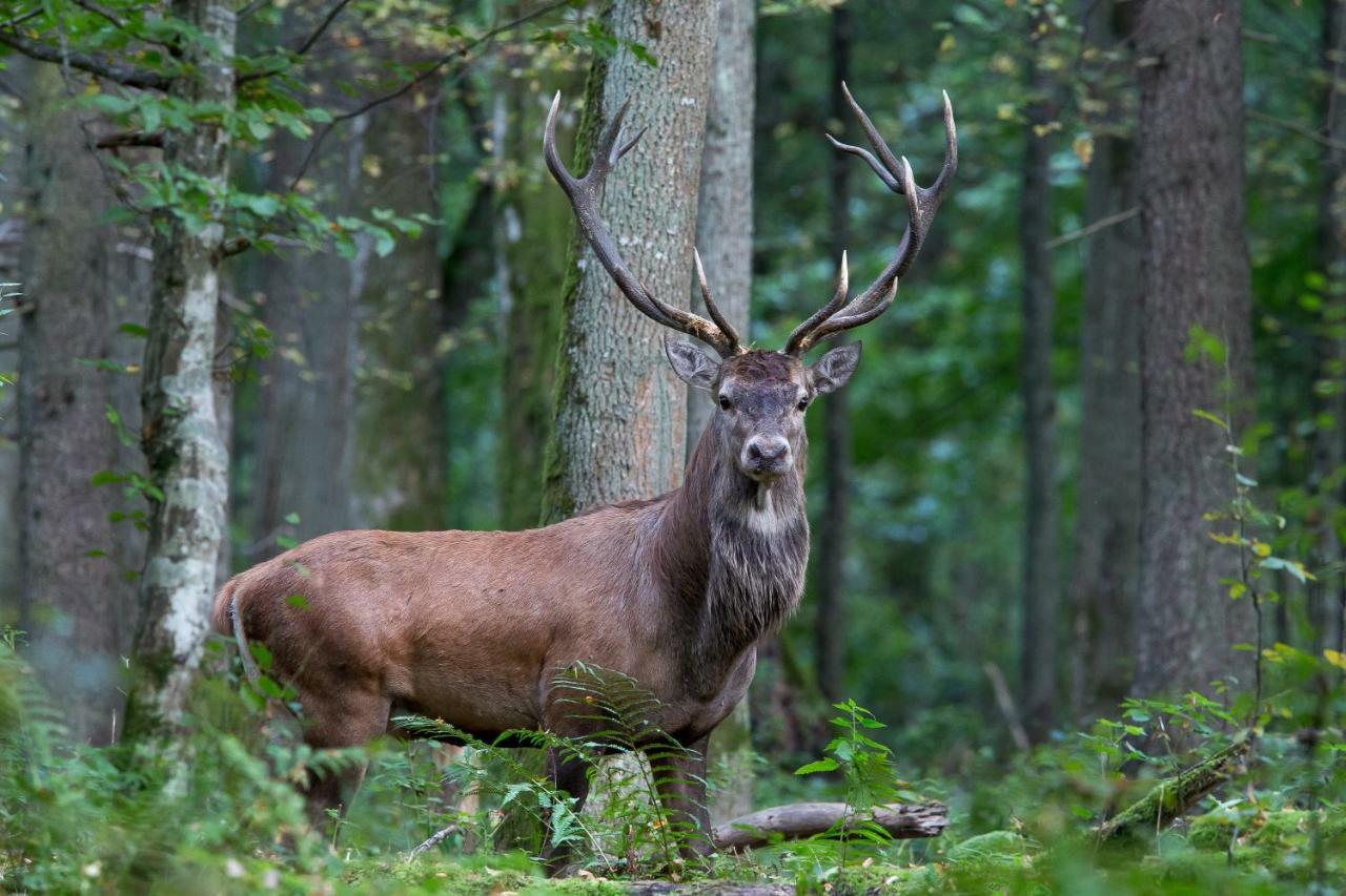 Bialowieski Raj Białowieża 외부 사진